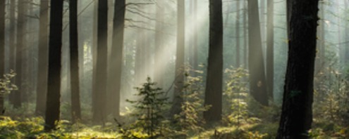 Building Resilience in Families of Wealth